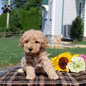 Braylen, Mini Goldendoodle Puppy